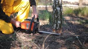 Best Hazardous Tree Removal  in Campbell, FL