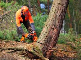 Best Root Management and Removal  in Campbell, FL