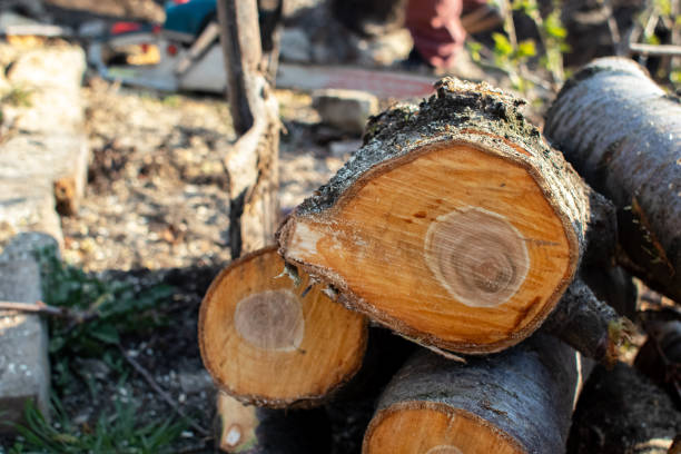 Best Tree Trimming and Pruning  in Campbell, FL