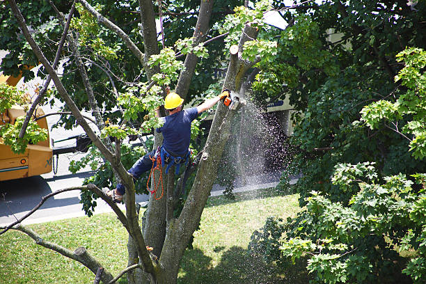 How Our Tree Care Process Works  in  Campbell, FL