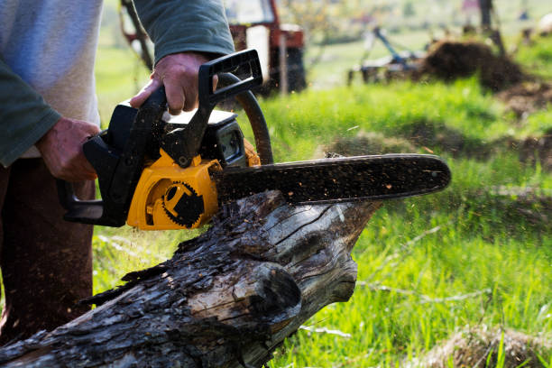 Best Stump Grinding and Removal  in Campbell, FL