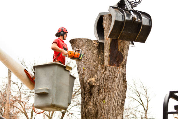 Best Tree Disease Treatment  in Campbell, FL