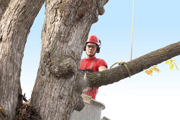 Campbell, FL Tree Services Company